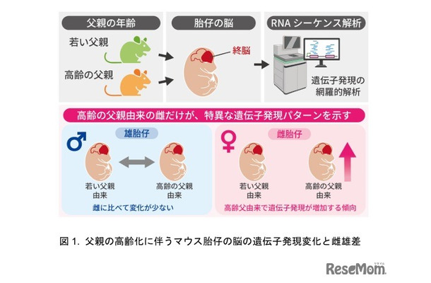 父親の高齢化に伴うマウス胎仔の脳の遺伝子発現変化と雌雄差
