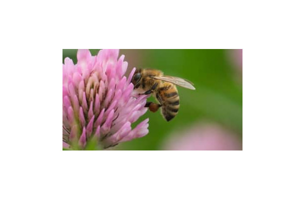 ピッチに「蜂の群れが侵入」するとこうなる…驚きの映像がこれ