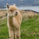 「ピッチにアルパカが乱入」するモフモフ動画がこれ