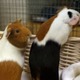 エヴラ、小動物をビビらせる