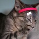 怪盗「キャット」「ジェット・リー」…PSG選手らの家に侵入した窃盗団が裁判に