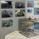期間外にヌートリア捕獲疑い逮捕