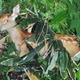 猟師30人、1億7千万申告漏れ