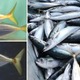 魚の一生を追いかける…高校・大学生向け講座12/8