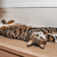 日向ぼっこをする愛猫。予想外な事が起きるも”冷静で”…「愛おしい」「かわいい」