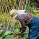 農家をやっている80代の祖父母　孫「こんなに食べれないよ」⇒祖父母から”送られてきた物”に「何歳になっても孫」