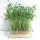 野菜なのにたんぱく質が豊富⁉「豆苗」の栄養、実はすごかった！医師が健康メリットを解説