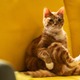 オーディションで選ばれた猫・エヨンのキュートな姿捉える『世界で最後の愛しい娘！』場面写真＆メイキング写真