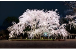 六義園で春の風物詩・夜間ライトアップ、3月22日から しだれ桜や和菓子堪能し風情ある時間を