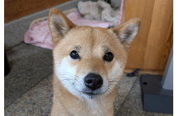 事務所に預けている柴犬　まさかの勘違いに…「ごめんね」「寂しがり屋」