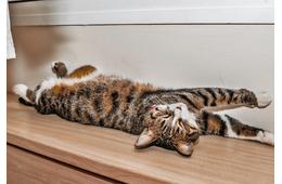 日向ぼっこをする愛猫。予想外な事が起きるも”冷静で”…「愛おしい」「かわいい」