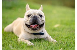 輪っかで遊ぶダックス　愛犬のブルドッグが真似した結果…→「思わず笑った」