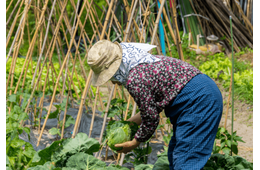 農家をやっている80代の祖父母　孫「こんなに食べれないよ」⇒祖父母から”送られてきた物”に「何歳になっても孫」