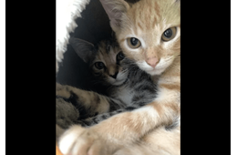 動物病院で…「鍵をかけたはずなのに！」愛猫の”まさかの行動”で⇒獣医「この子たちは頭がいい」