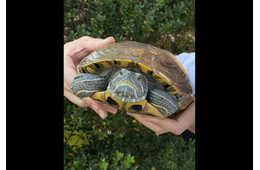 ベランダで飼っている亀　なぜかエレベーターの近くで発見⇒「なんでここに？！」亀がいた”まさかの理由”に驚愕