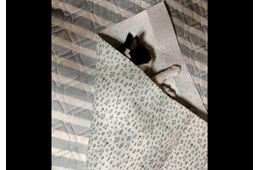 保護猫を飼う飼い主　猫がゴロゴロしていると⇒まさかの状態に「猫クレープ」「自分で包まった」