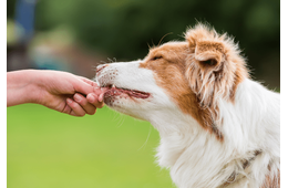 頭がよすぎる愛犬…家族がおやつをあげようとすると⇒まさかの先周りに「もしかしてAIなの？」