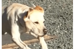 甘えん坊なラブラドール。庭でボール遊びをすると⇒まさかの豹変に「うっそぉ」「家族で大笑い」