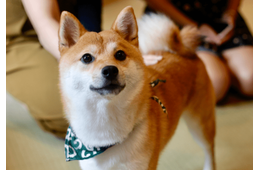 リビングで…3歳の柴犬が警戒態勢に！？視線の先を見ると⇒「思わず吹き出した」