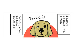 わが家のダックスフントは下半身麻痺。楽しく過ごして、気づけば上半身が…【小林一家は今日も「ま、いっか！」 #15】