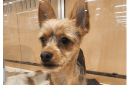 「おじさんみたい」8ヶ月売れ残りの犬　我が家に迎え入れると…⇒見違えるほど健康的な姿に「可愛くなった」