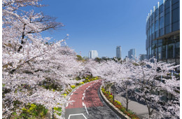 東京ミッドタウンで春の到来を祝う期間限定イベント、夜桜ライトアップや美食を堪能