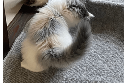 家の中が冷えていた日　寝室の床に違和感…⇒愛猫の行動に「賢い」「思わず笑った」