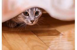 家の中から突然消えた猫　飼い主「どこいったの？」⇒ようやく”発見した場所”に「そりゃ分からん」