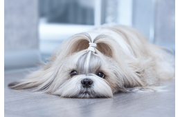 呼んでも無視するシーズー　試しに「ぬいぐるみ」を可愛がると⇒衝撃的な豹変に「やばい」「この子一筋」