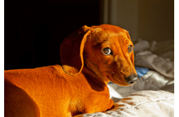 トイレに失敗した愛犬が驚きの行動に！？　自力で「証拠隠滅」を試みるも⇒目が合った瞬間の”反応”に「爆笑した」