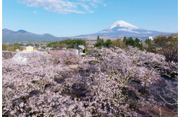 静岡の桜名所・時之栖で春イベント「Spring Festival 2026」花々を愛でグルメに舌鼓