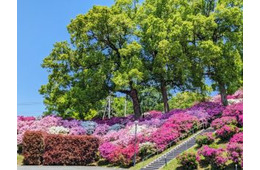 【画像ギャラリー】穀雨のころのヒルトップと「まさかの食材」