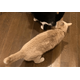 食事中の兄猫のお尻を嗅ぐ妹猫　しかし、よく見ると「ご飯の匂いかな」「繋がるかも」