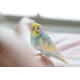 おしゃべりが上手なインコ　飼い主の腕に噛みつくと⇒インコの”まさかの一言”に「家族みんな大笑い」