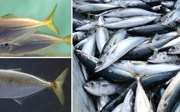 魚の一生を追いかける…高校・大学生向け講座12/8 画像