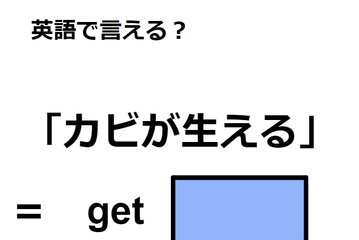 英語で「カビが生える」はなんて言う？ 画像