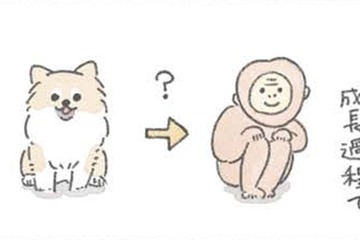ポメラニアンは成長中の換毛期に「サル」のようになる…?! でもかわいさは今も昔も変わらない【うちのむっくはいつも楽しそう #８ 】 画像