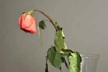 瀕死状態だった薔薇の苗　2年後の姿に…「満開の美しい花」「植物は本当に強い」 画像