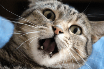 いつも飼い主に擦り寄る猫　しかし帰ってきた瞬間⇒猫「くさっ！」まさかの理由に「え？」「そんなに？」 画像