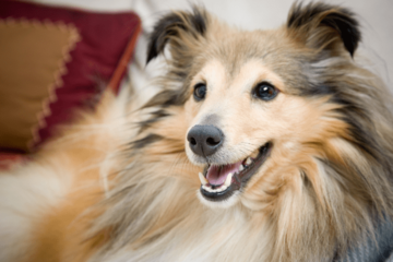 家に入れなくなった家族…「鍵を開けて」と犬に声をかけると⇒愛犬の”予想外の行動”に「笑った」「天才」 画像