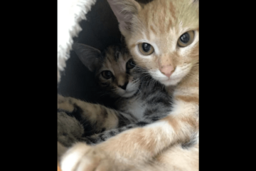 動物病院で…「鍵をかけたはずなのに！」愛猫の”まさかの行動”で⇒獣医「この子たちは頭がいい」 画像