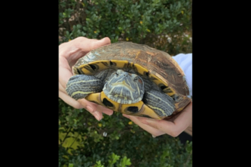 ベランダで飼っている亀　なぜかエレベーターの近くで発見⇒「なんでここに？！」亀がいた”まさかの理由”に驚愕 画像