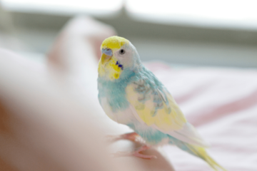 おしゃべりが上手なインコ　飼い主の腕に噛みつくと⇒インコの”まさかの一言”に「家族みんな大笑い」 画像