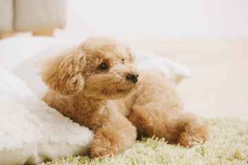 エアコンの風が好きな犬　お気に入りのぬいぐるみを集めると⇒思いがけない行動に「なんて可愛いの！」 画像