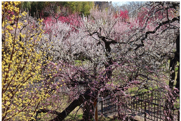 東京都「神代植物公園」梅・椿・桜 開花にあわせた催し、2/10から 画像