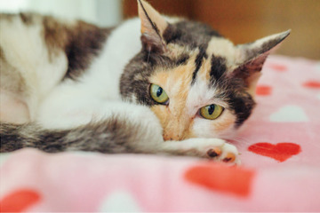 いつもありがとう！ やすらぎ治療室の看板猫・ミケちゃんの「ひまわりスマイル」に今日も癒される【ミケちゃんとやすらぎさん #２】 画像