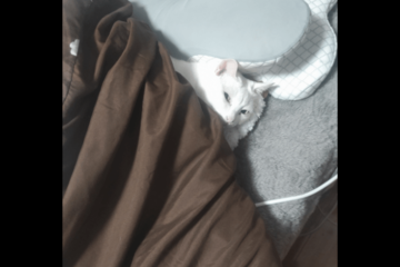 部屋からいなくなった猫　ベッドに入ろうとした瞬間⇒「同化しすぎ」まさかの場所に驚き！ 画像