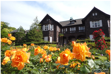 100種200株のバラ咲く「旧古河庭園」春のフェス4/29開幕 画像