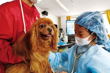 小学生対象「獣医さん体験スクール」愛知4/11-12 画像