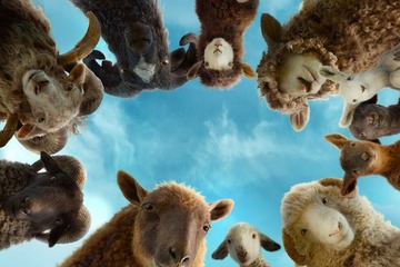 ヒュー・ジャックマン主演の新感覚ミステリー『ひつじ探偵団』もふもふカット公開！ 画像